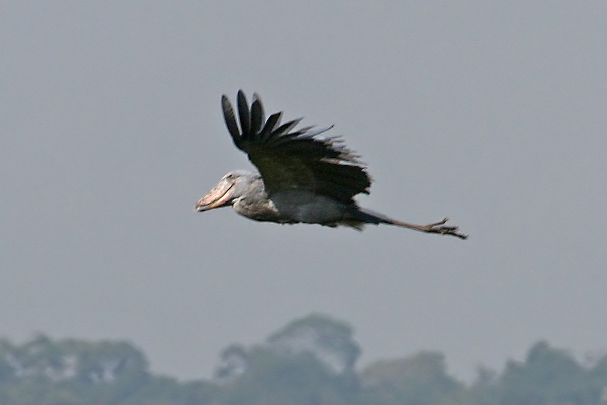 Shoebill - ML642007223