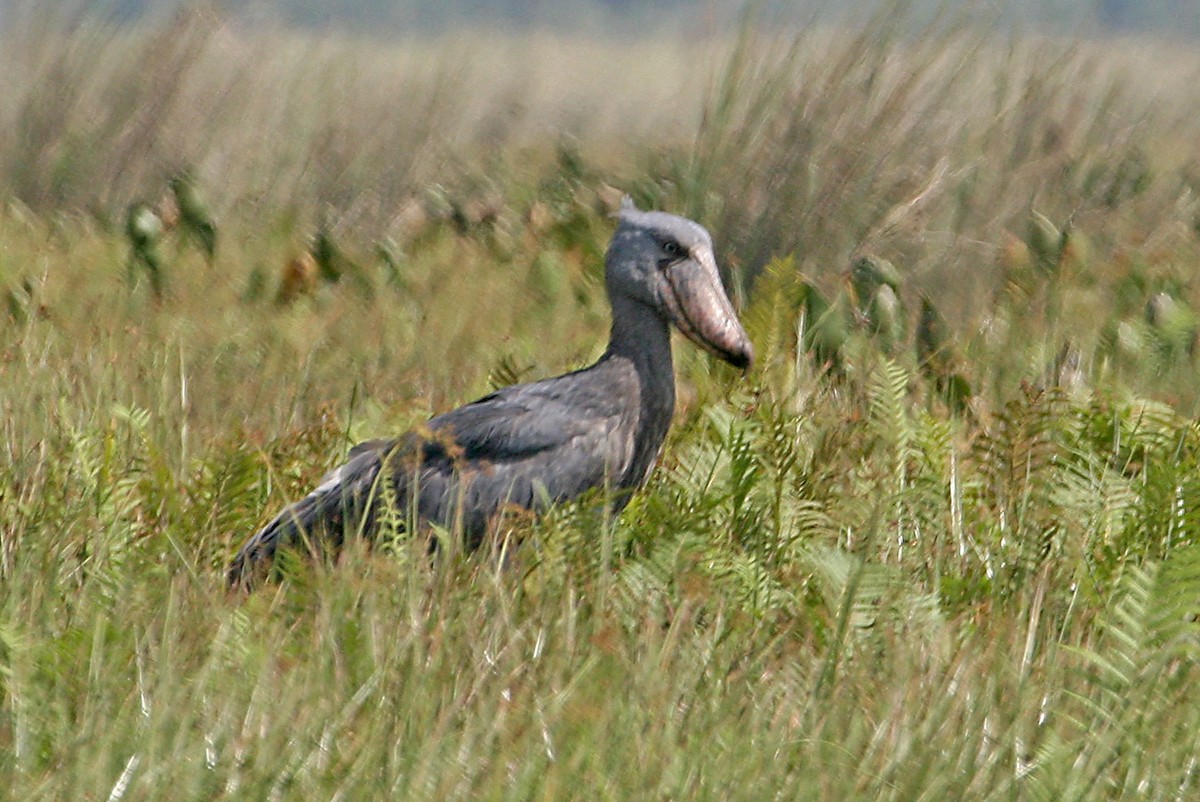 Shoebill - ML642007225