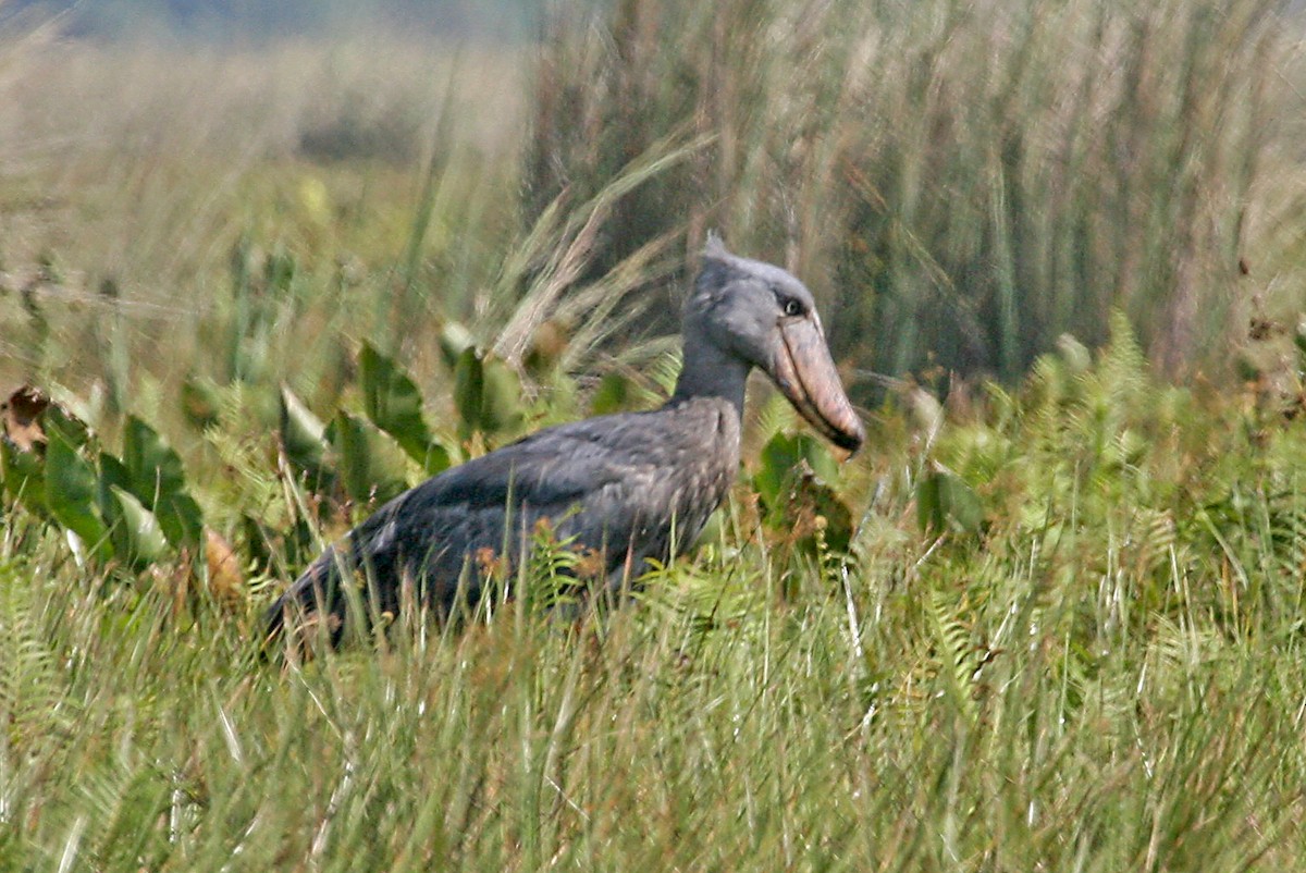 Shoebill - ML642007227