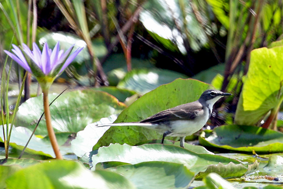 Cape Wagtail - ML642007233
