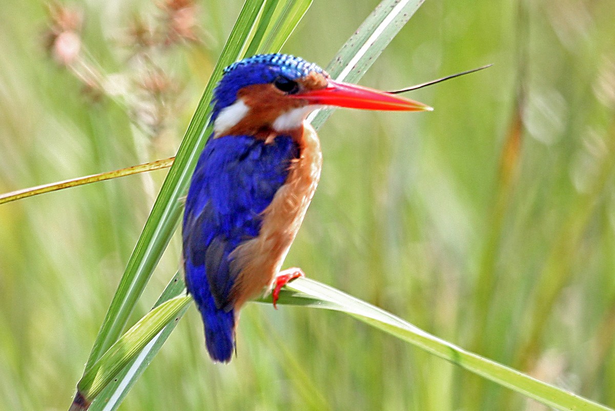 Malachite Kingfisher - ML642007245