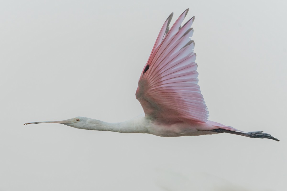 rosenskjestork - ML642007246