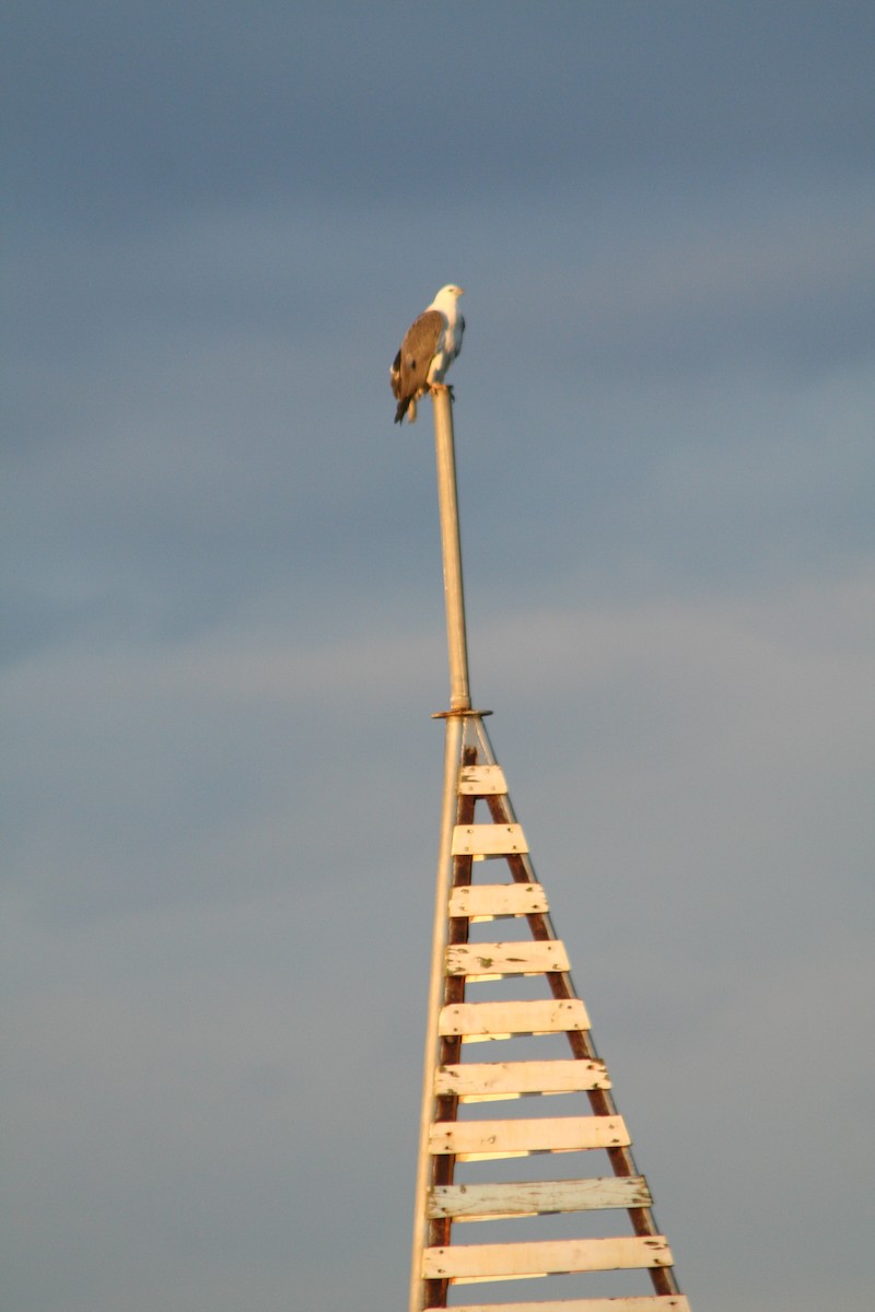 White-bellied Sea-Eagle - ML642007266