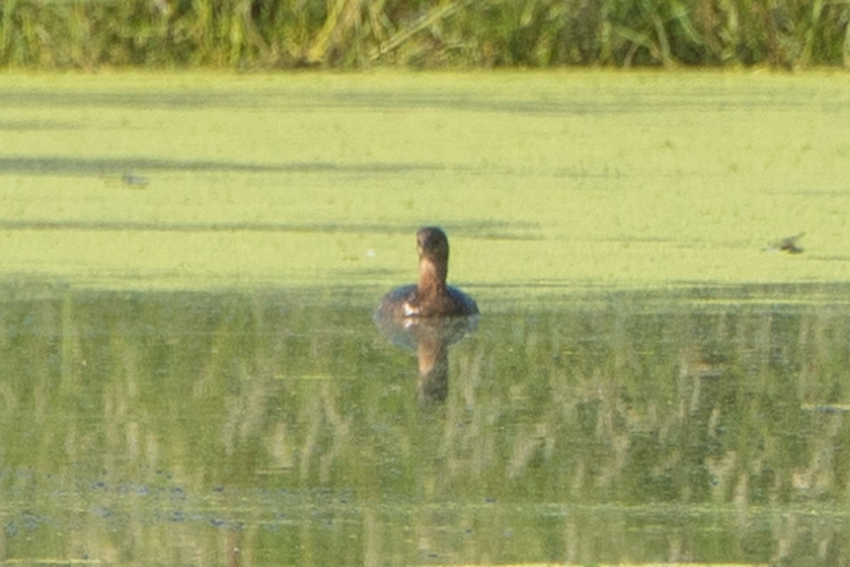 Pied-billed Grebe - ML642007270
