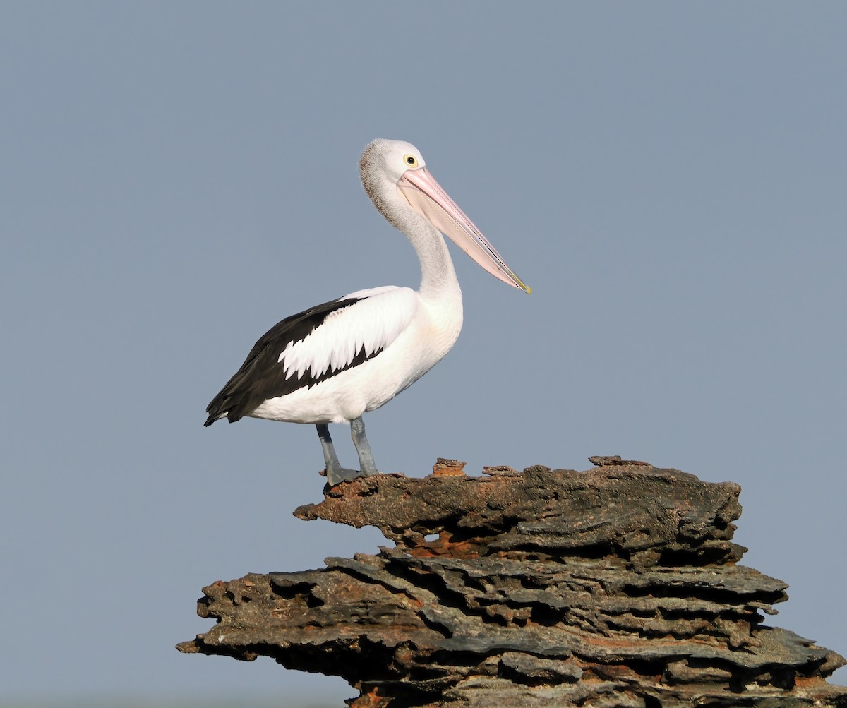 Australian Pelican - ML642007293