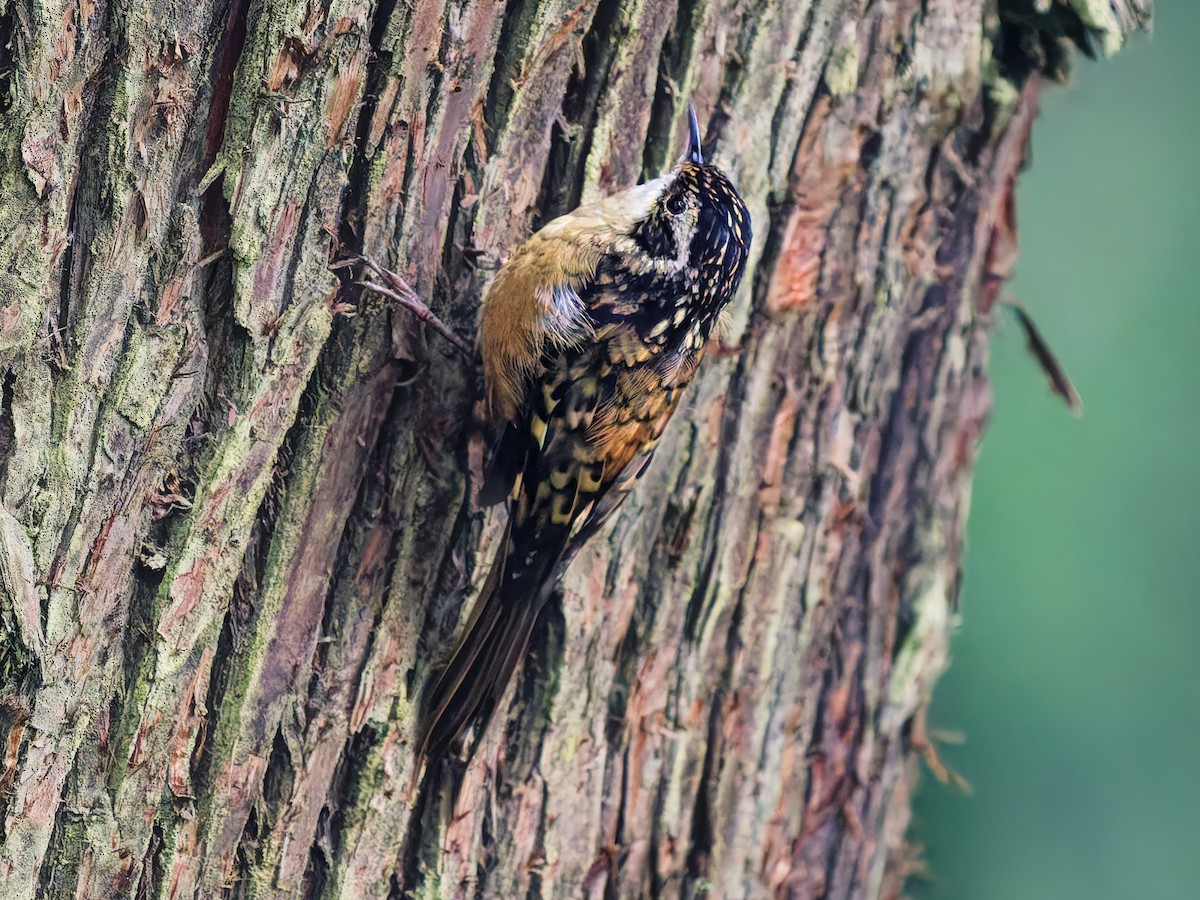 Rusty-flanked Treecreeper - ML642007296