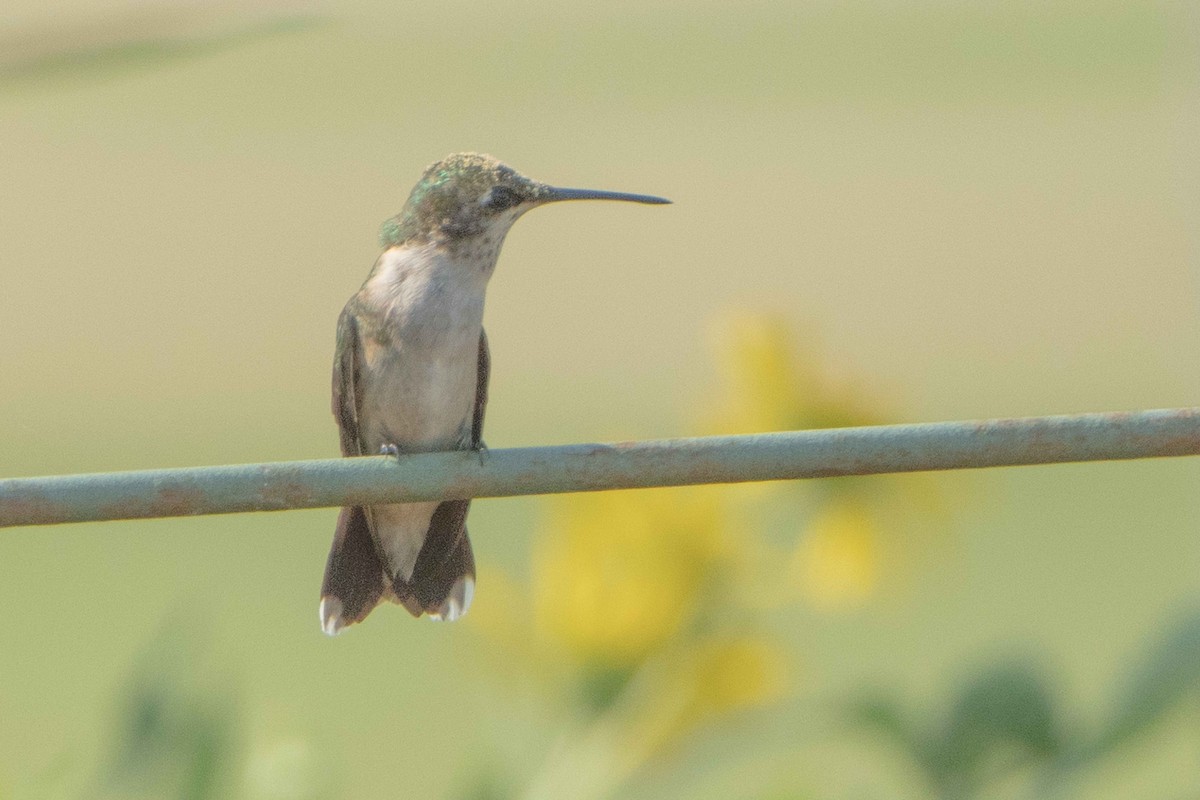 Ruby-throated Hummingbird - ML642007297