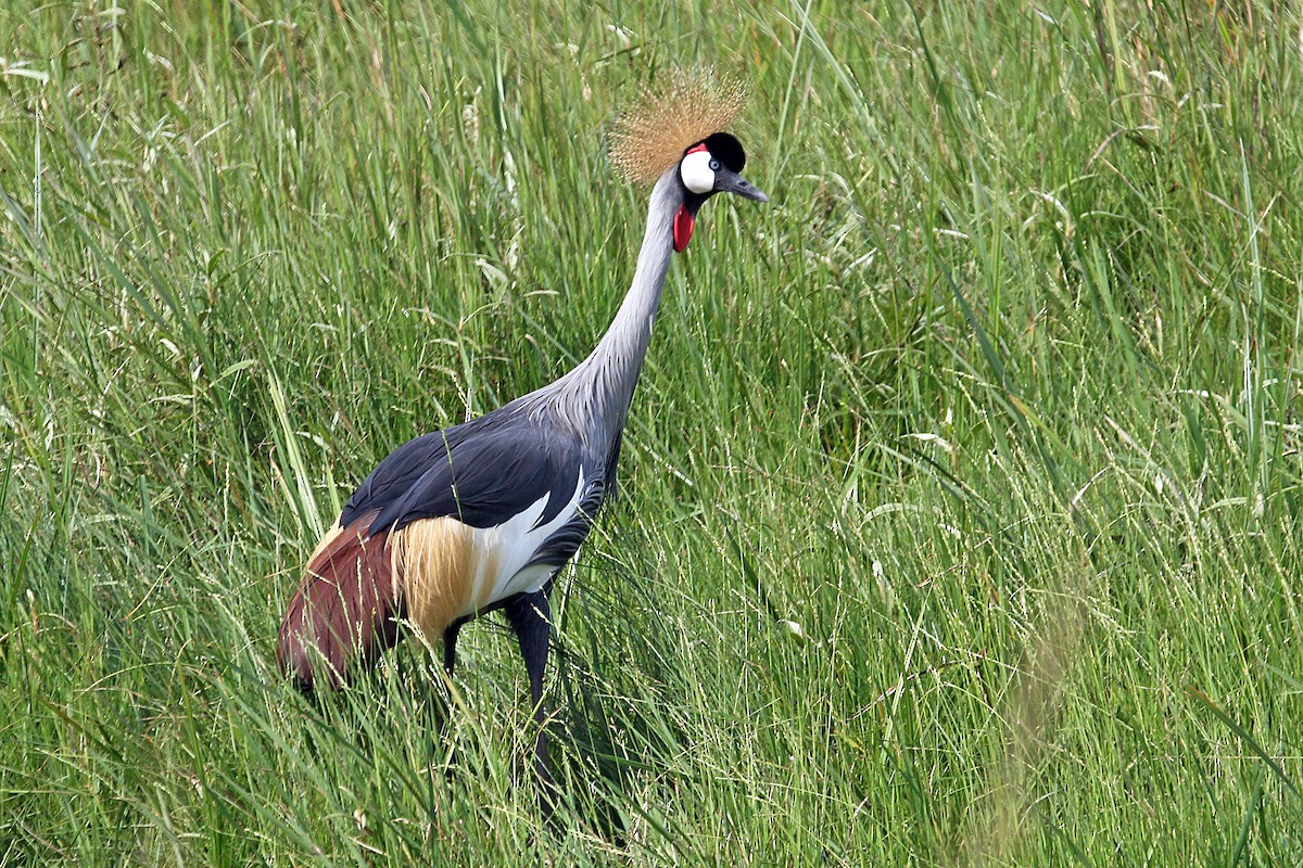 Gray Crowned-Crane - ML642007299