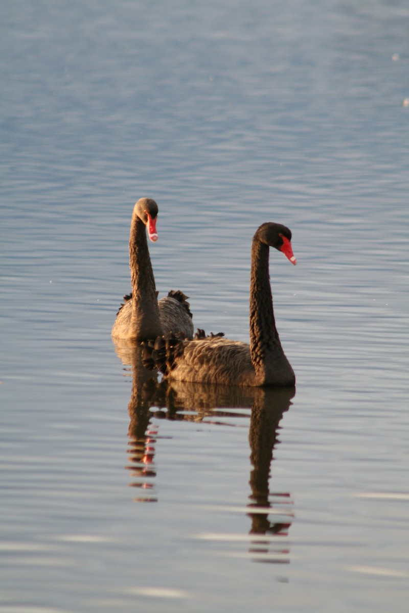 Black Swan - ML642007300