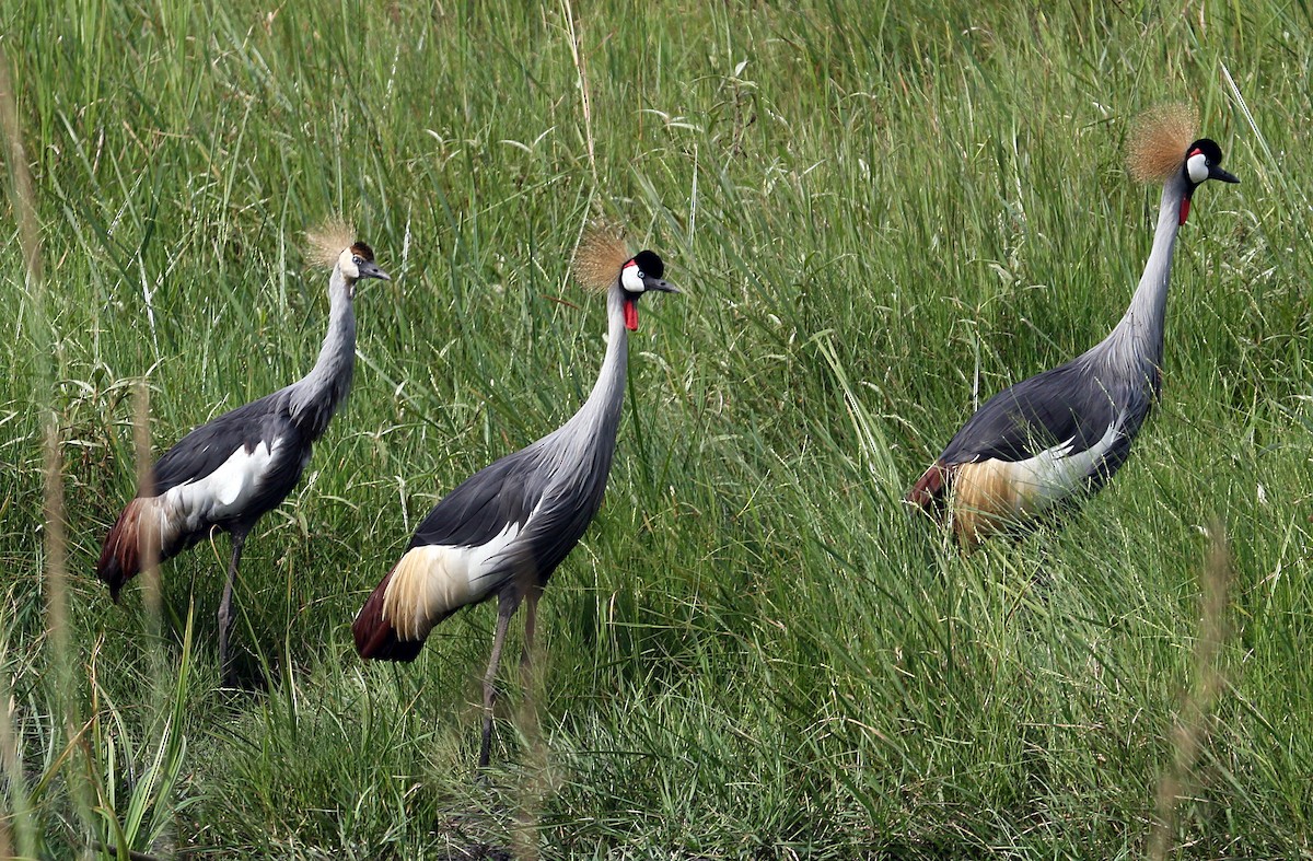 Gray Crowned-Crane - ML642007304