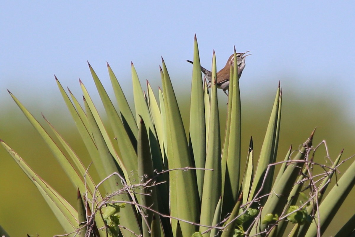 Bewick's Wren - ML642007313