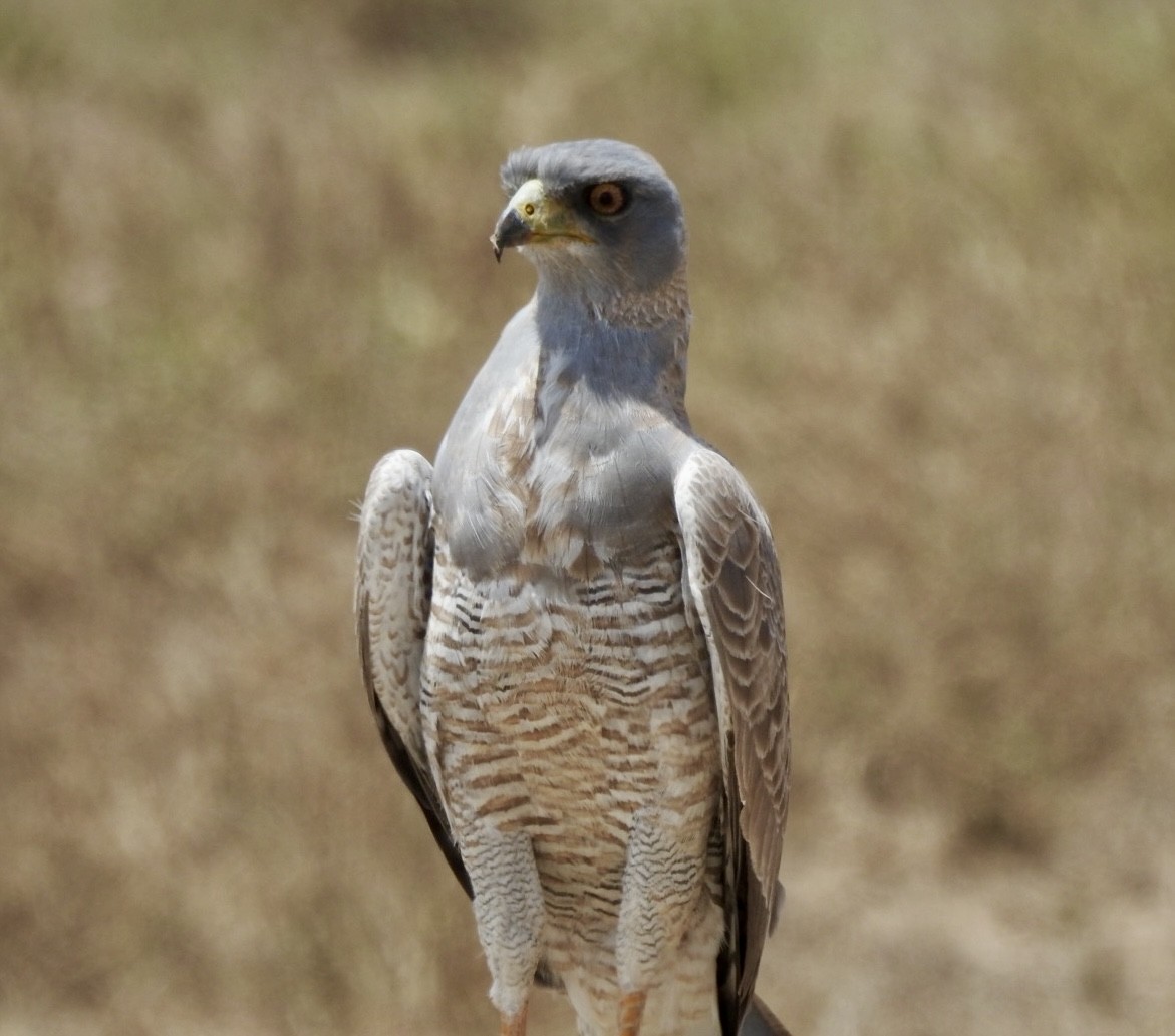 Eastern Chanting-Goshawk - ML642007324