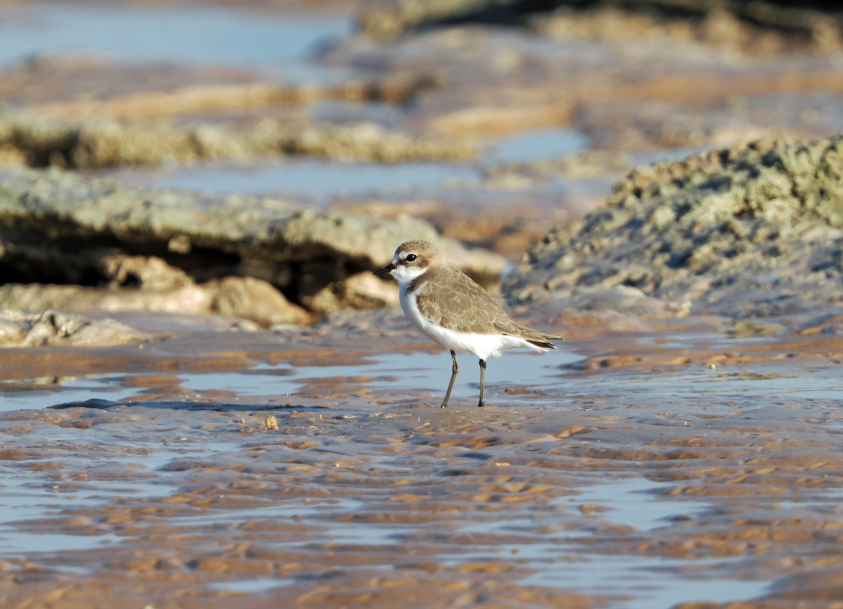 Red-capped Plover - ML642007329