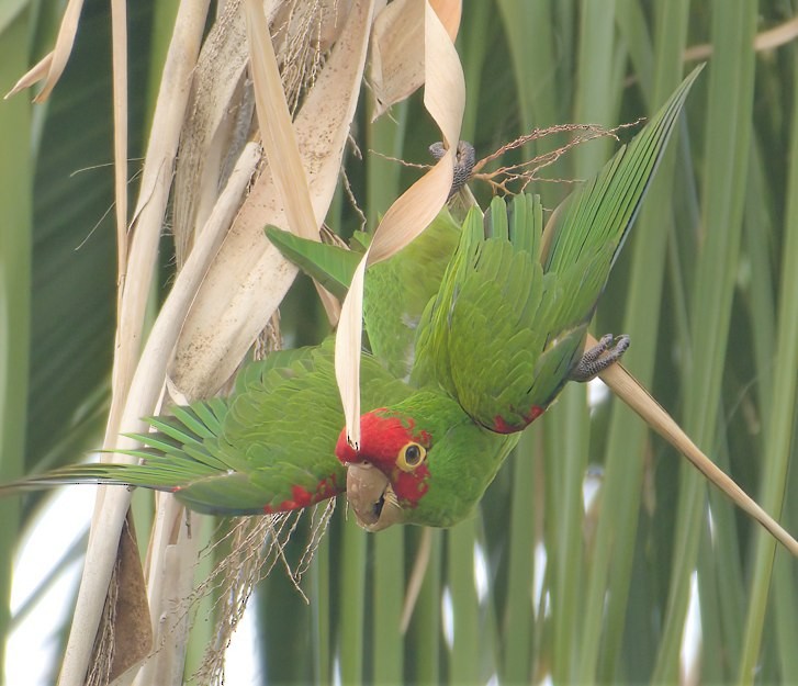 Aratinga musugorria - ML642007336