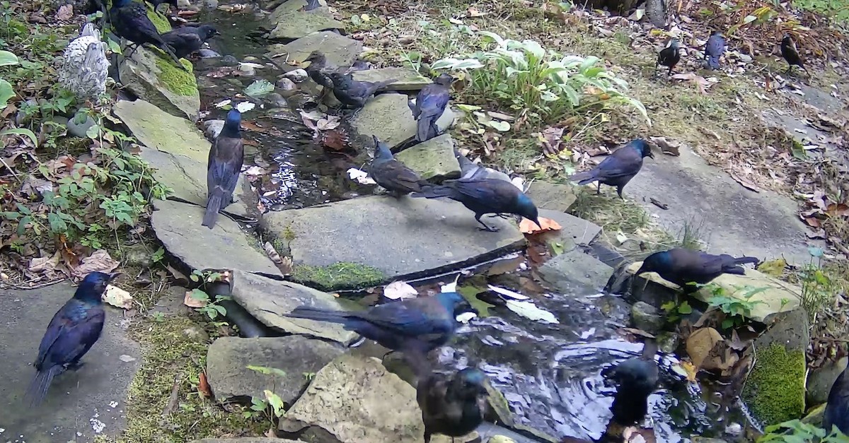 Common Grackle - ML642007342