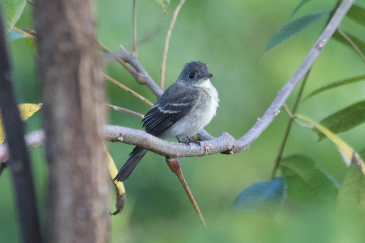 Eastern Wood-Pewee - ML642007354