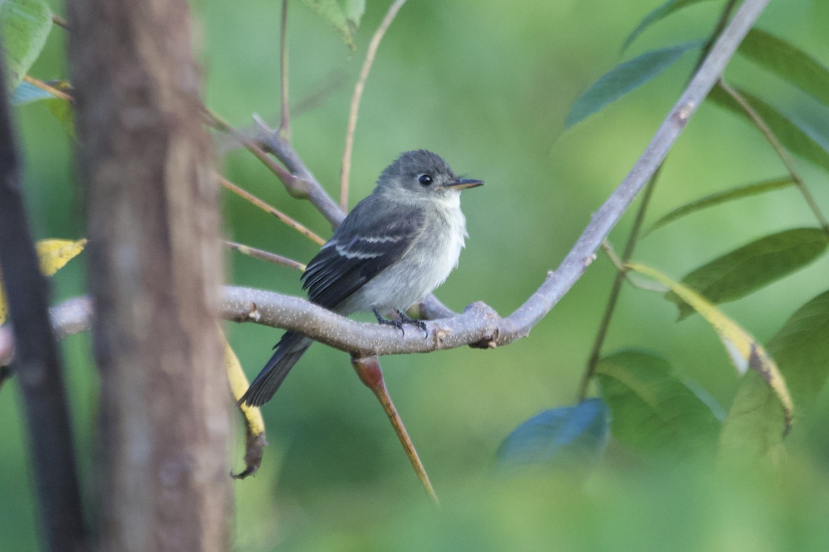 Eastern Wood-Pewee - ML642007356