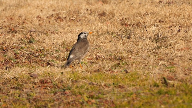White-cheeked Starling - ML642007366