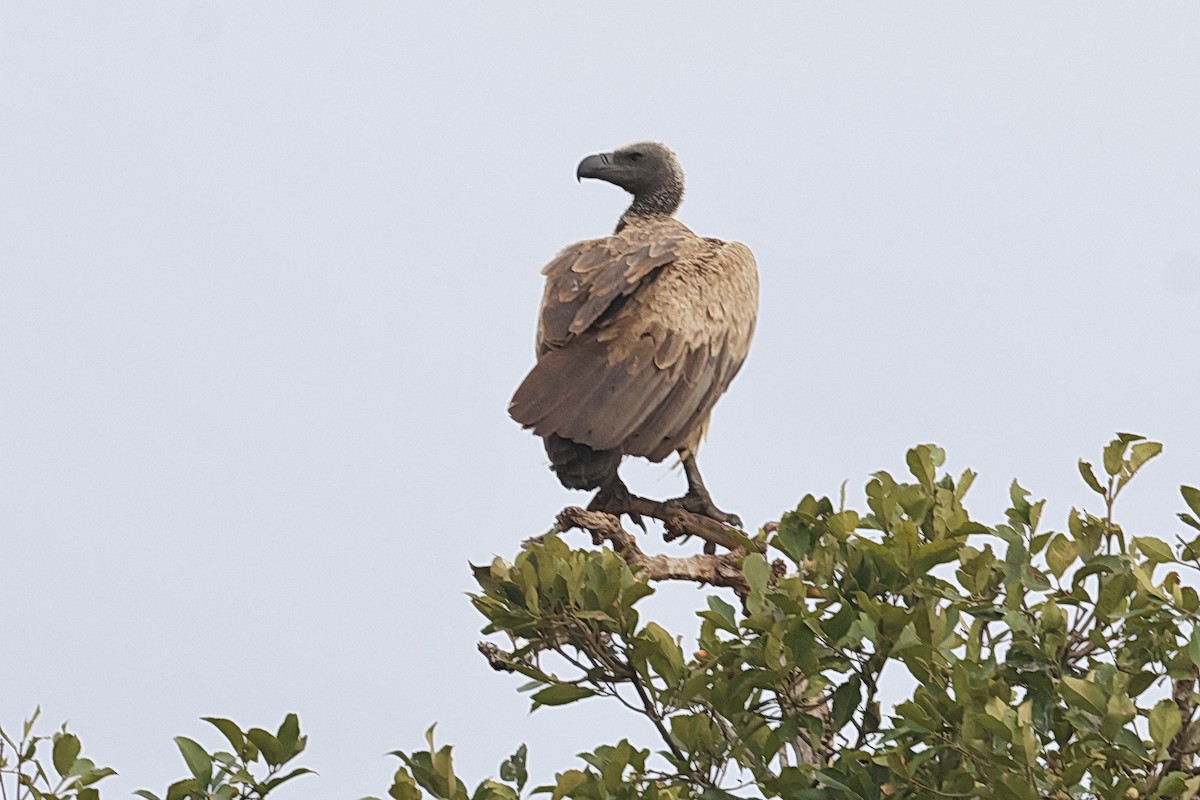 White-backed Vulture - ML642007367