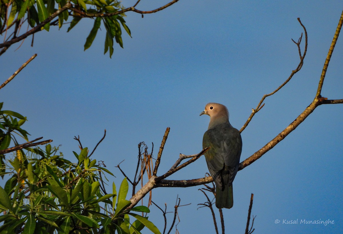 Green Imperial-Pigeon - ML642007370