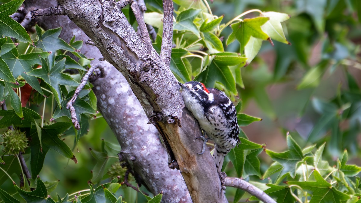 Nuttall's Woodpecker - ML642007371