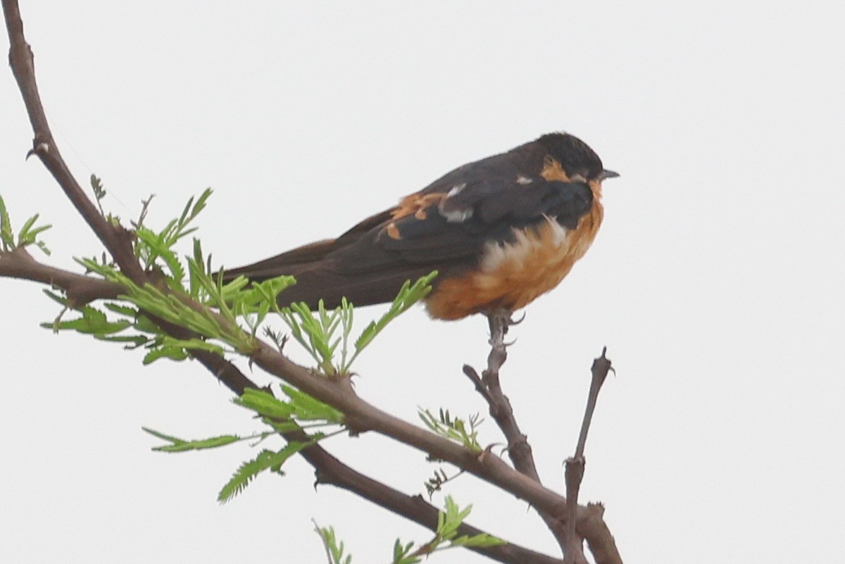 Rufous-chested Swallow - ML642007376