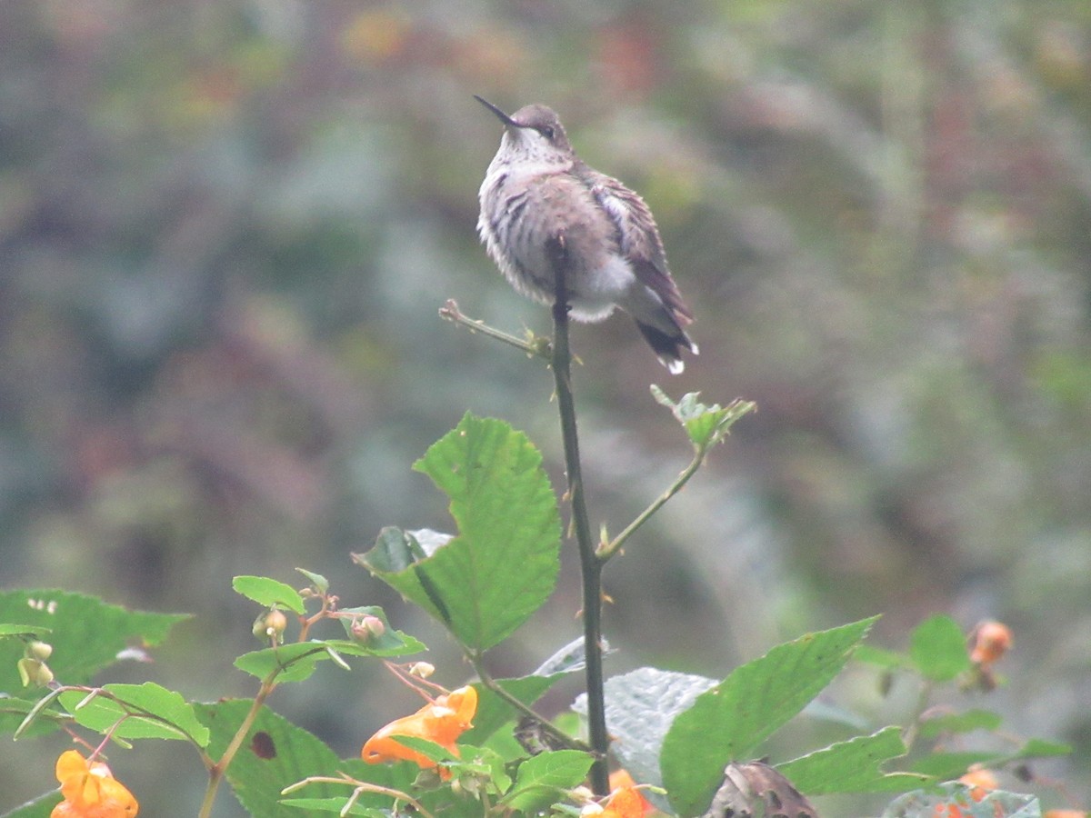Ruby-throated Hummingbird - ML642007381