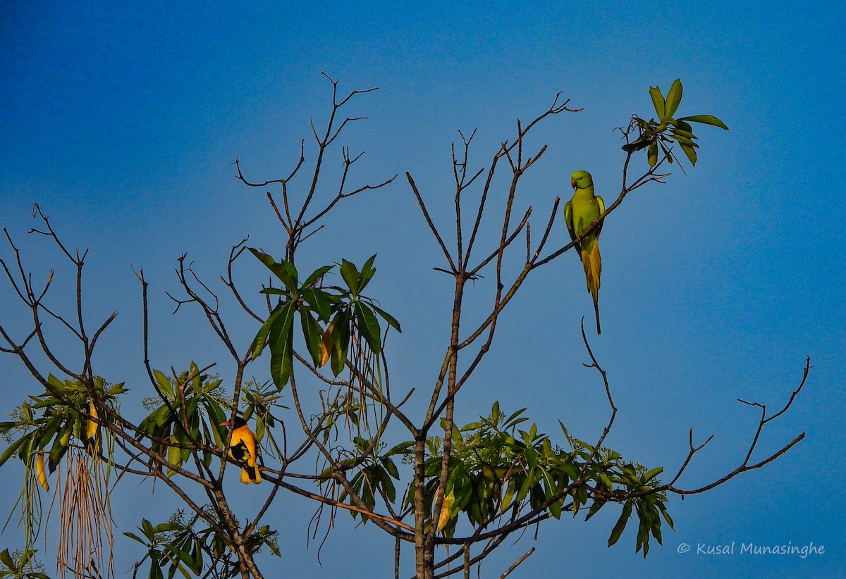Black-hooded Oriole - ML642007384
