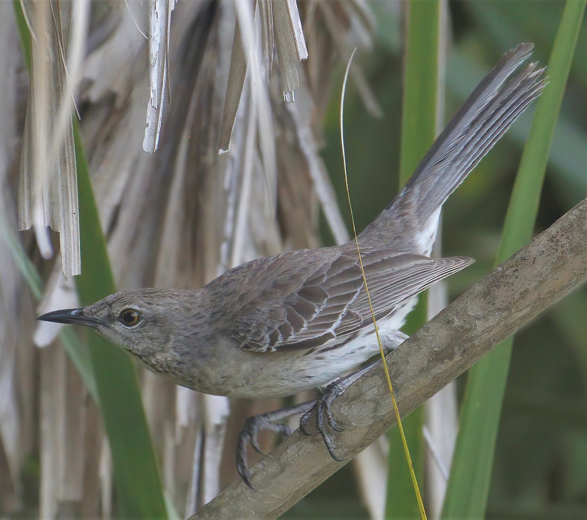 Bahama Mockingbird - ML642007392