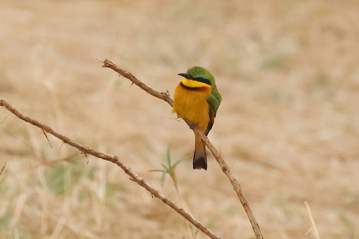 Little Bee-eater - ML642007394