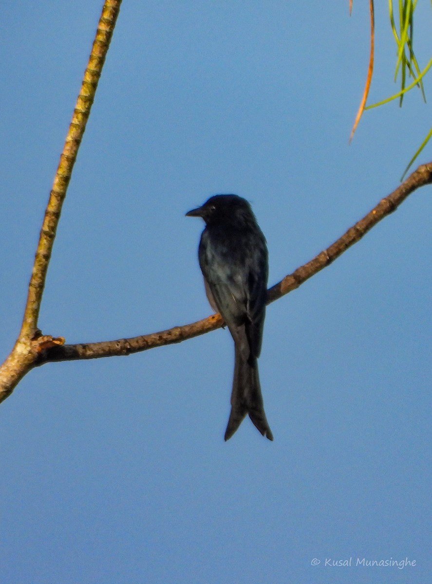 White-bellied Drongo - ML642007398