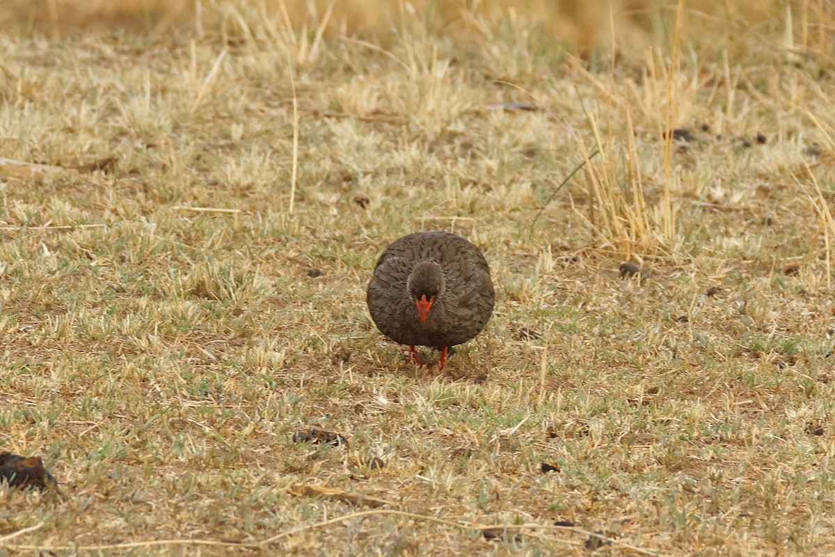 Red-necked Spurfowl - ML642007407