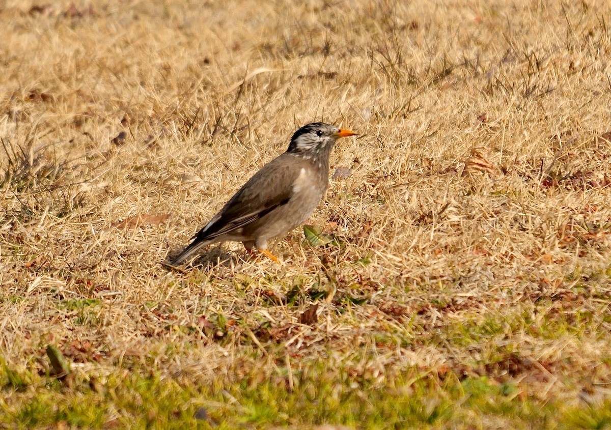 Бор тодол - ML642007412