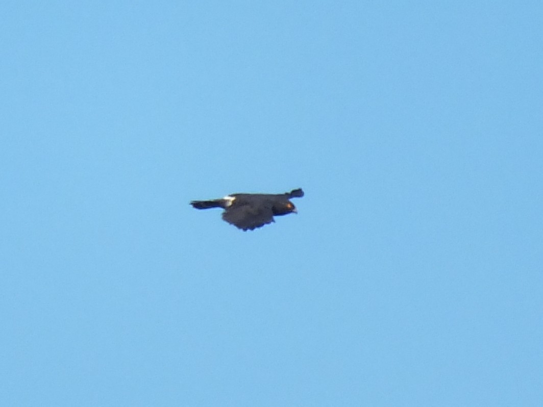 White-rumped Hawk - ML642007413