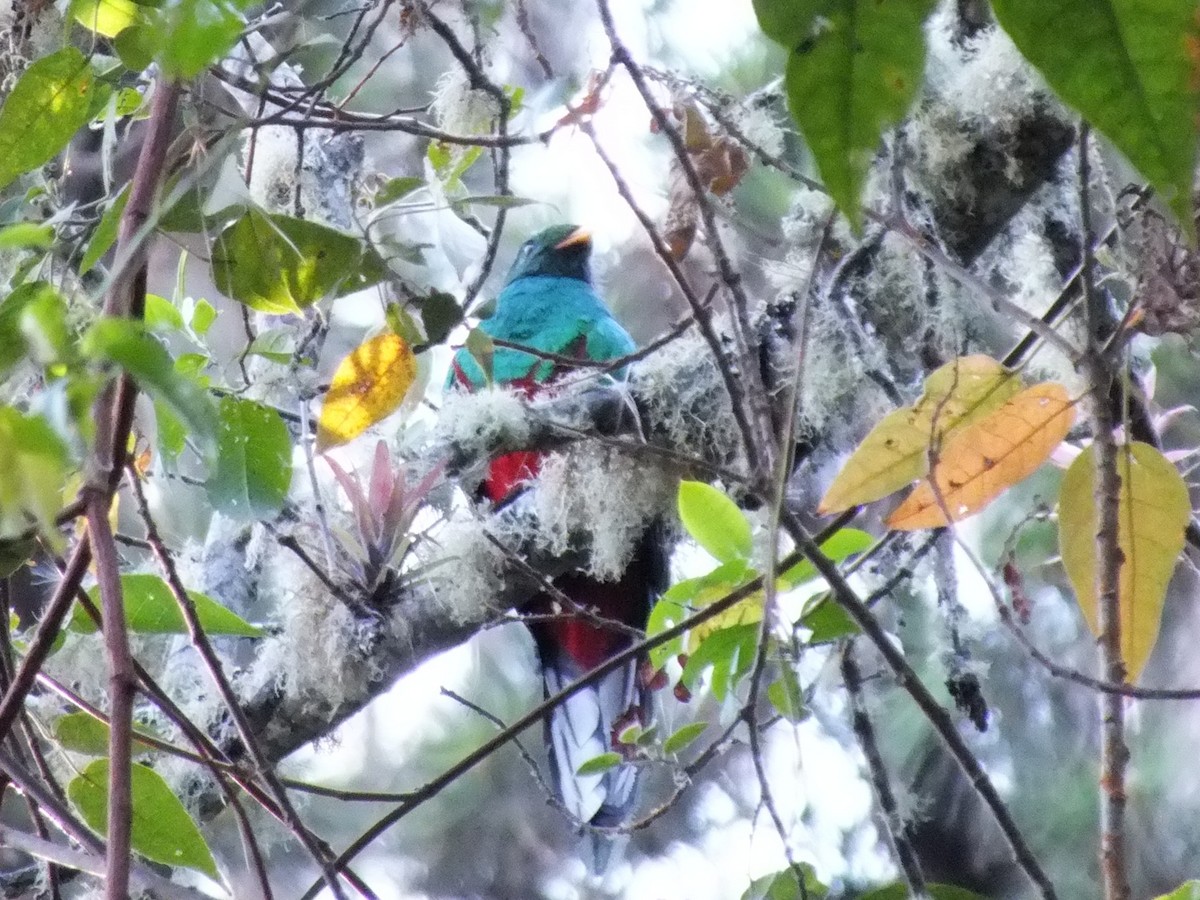 White-tipped Quetzal - ML642007415