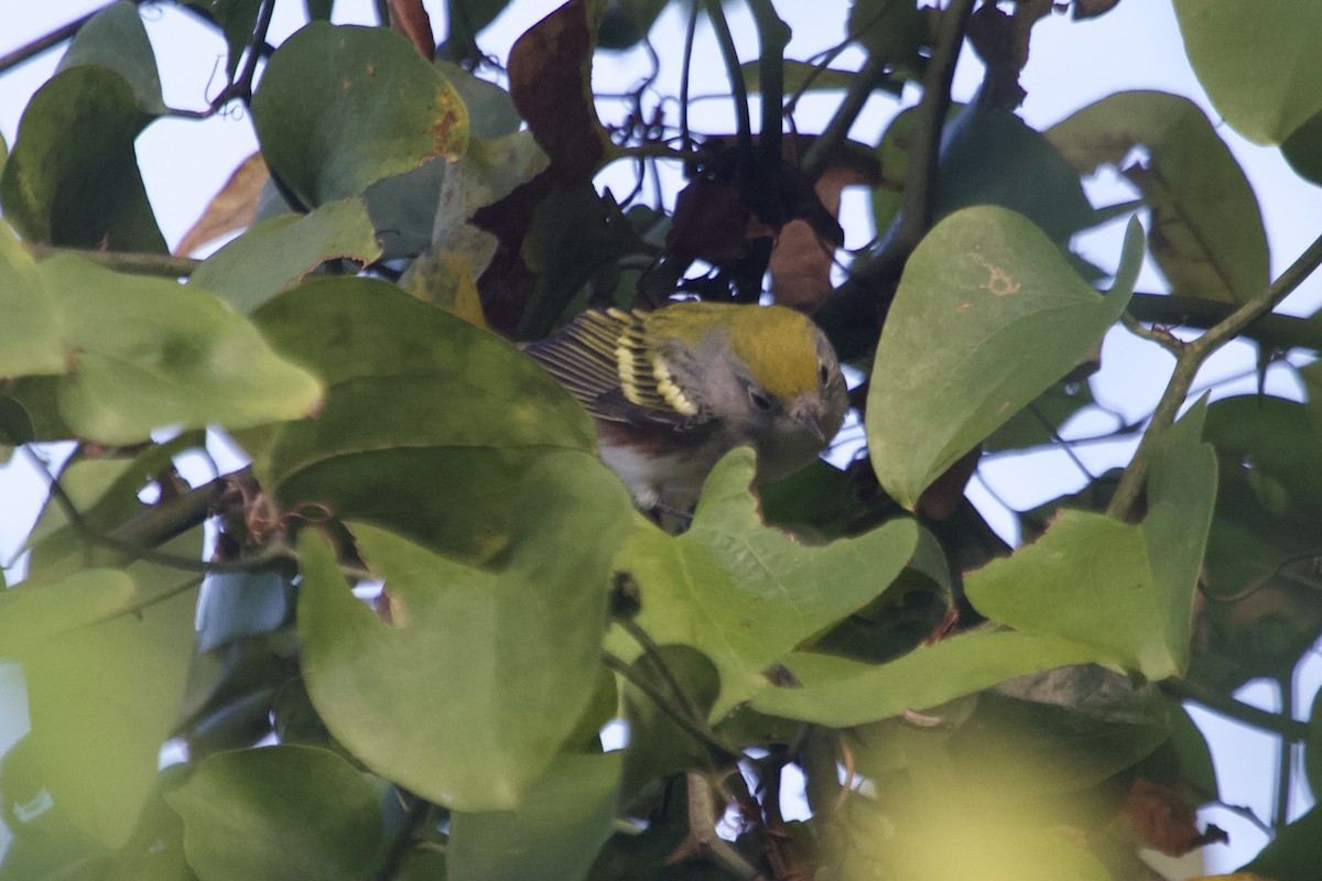 Chestnut-sided Warbler - ML642007417