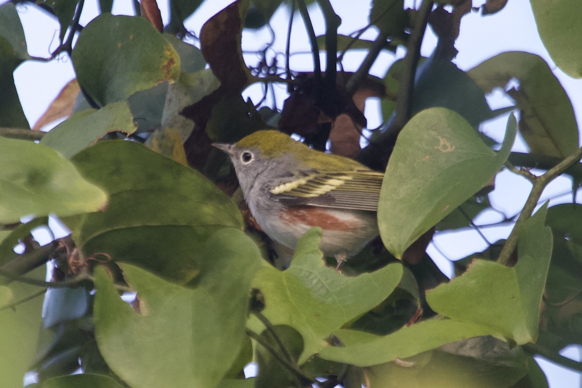 Chestnut-sided Warbler - ML642007418