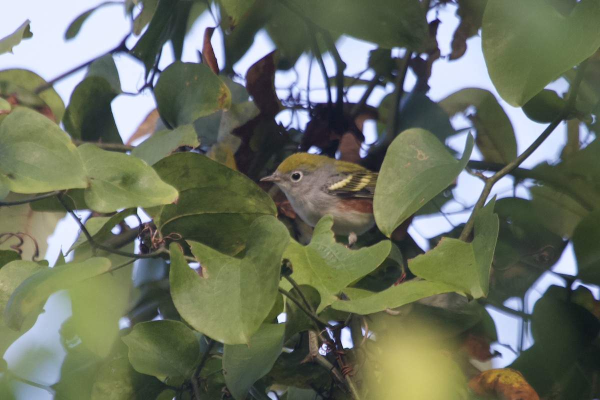 Chestnut-sided Warbler - ML642007419