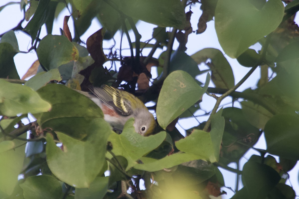Chestnut-sided Warbler - ML642007420
