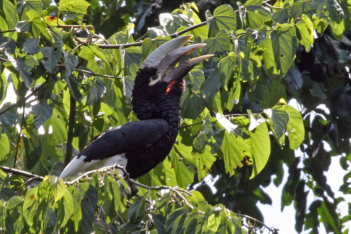 White-thighed Hornbill - ML642007423