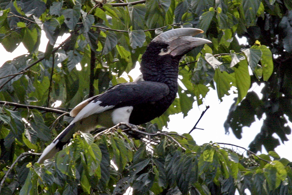 White-thighed Hornbill - ML642007424