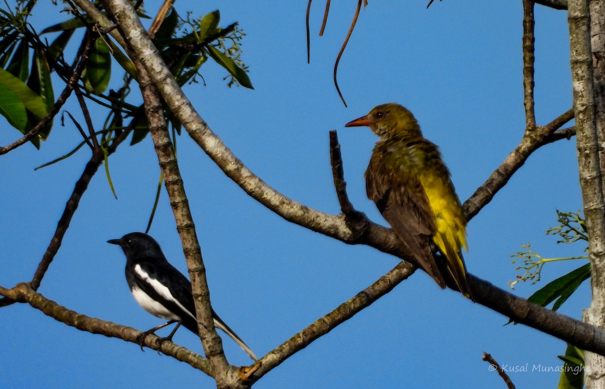 Oriental Magpie-Robin - ML642007429