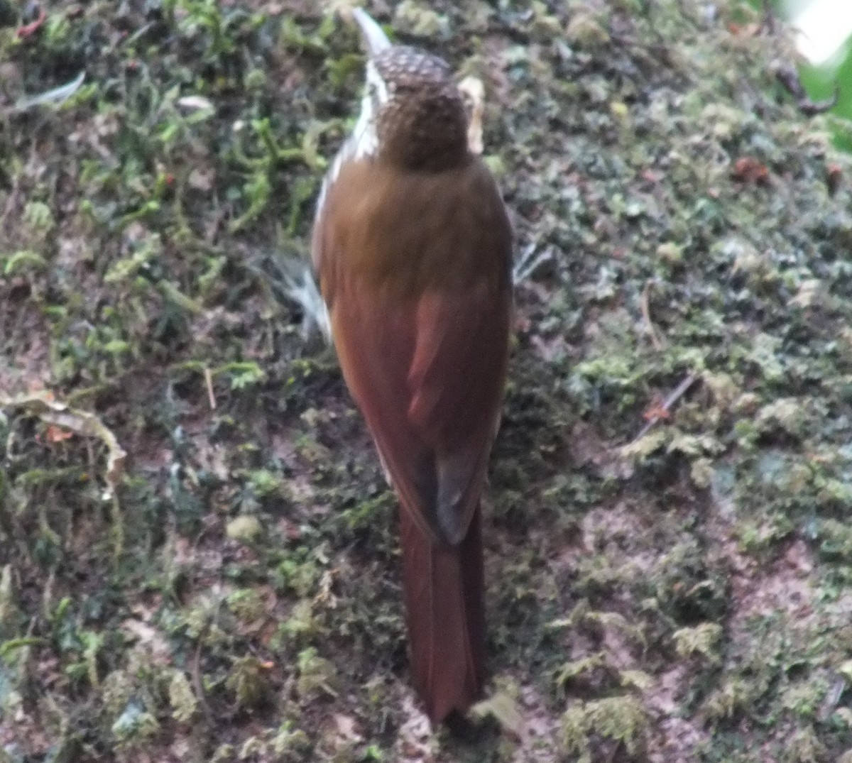 Strong-billed Woodcreeper - ML642007439