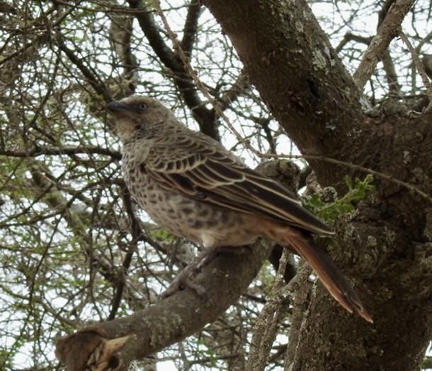 Rufous-tailed Weaver - ML642007440