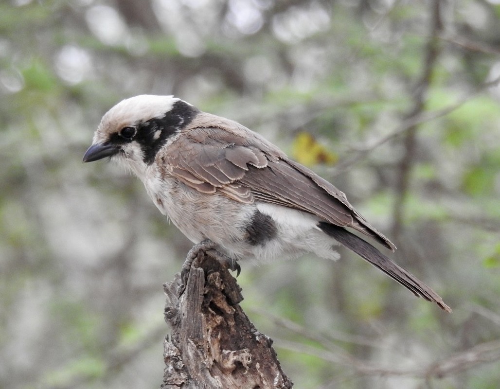 White-rumped Shrike - ML642007441