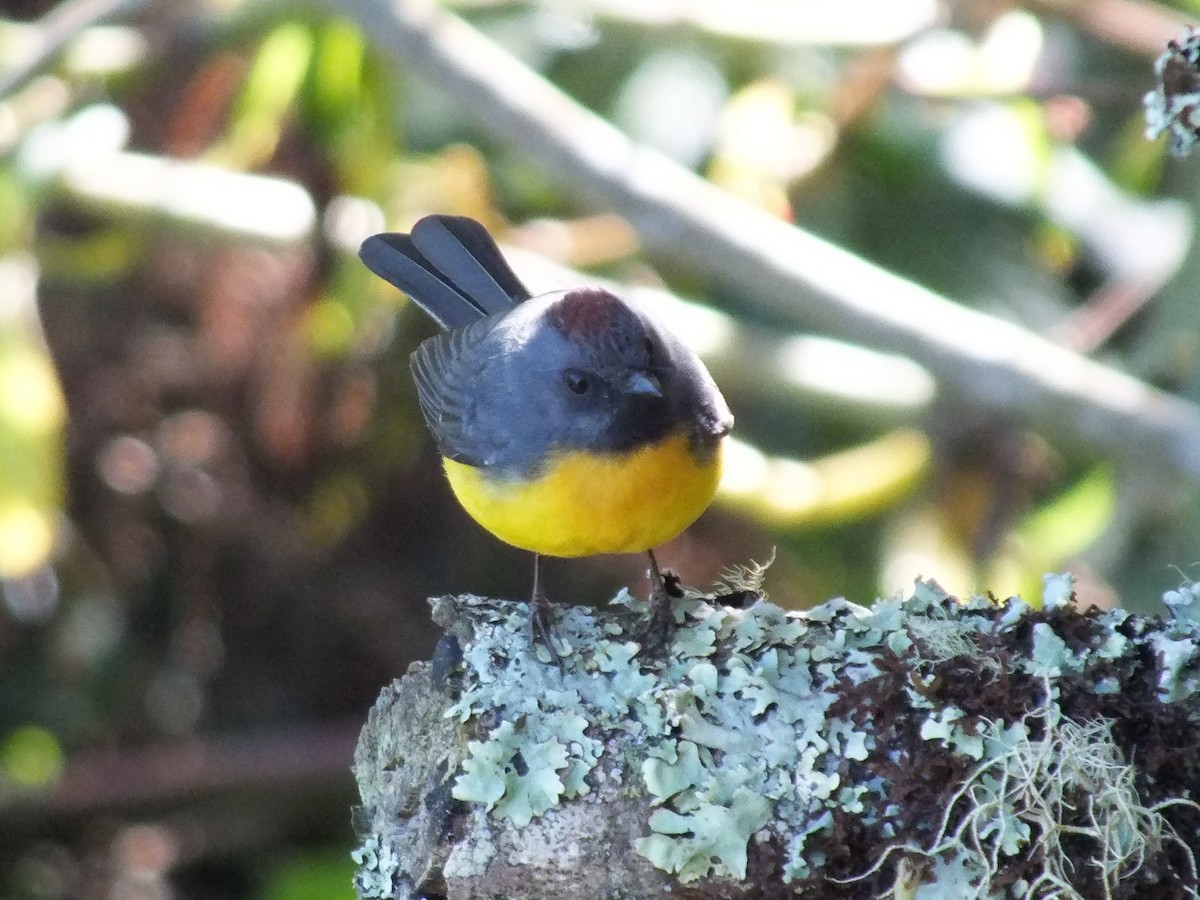 Slate-throated Redstart - ML642007450