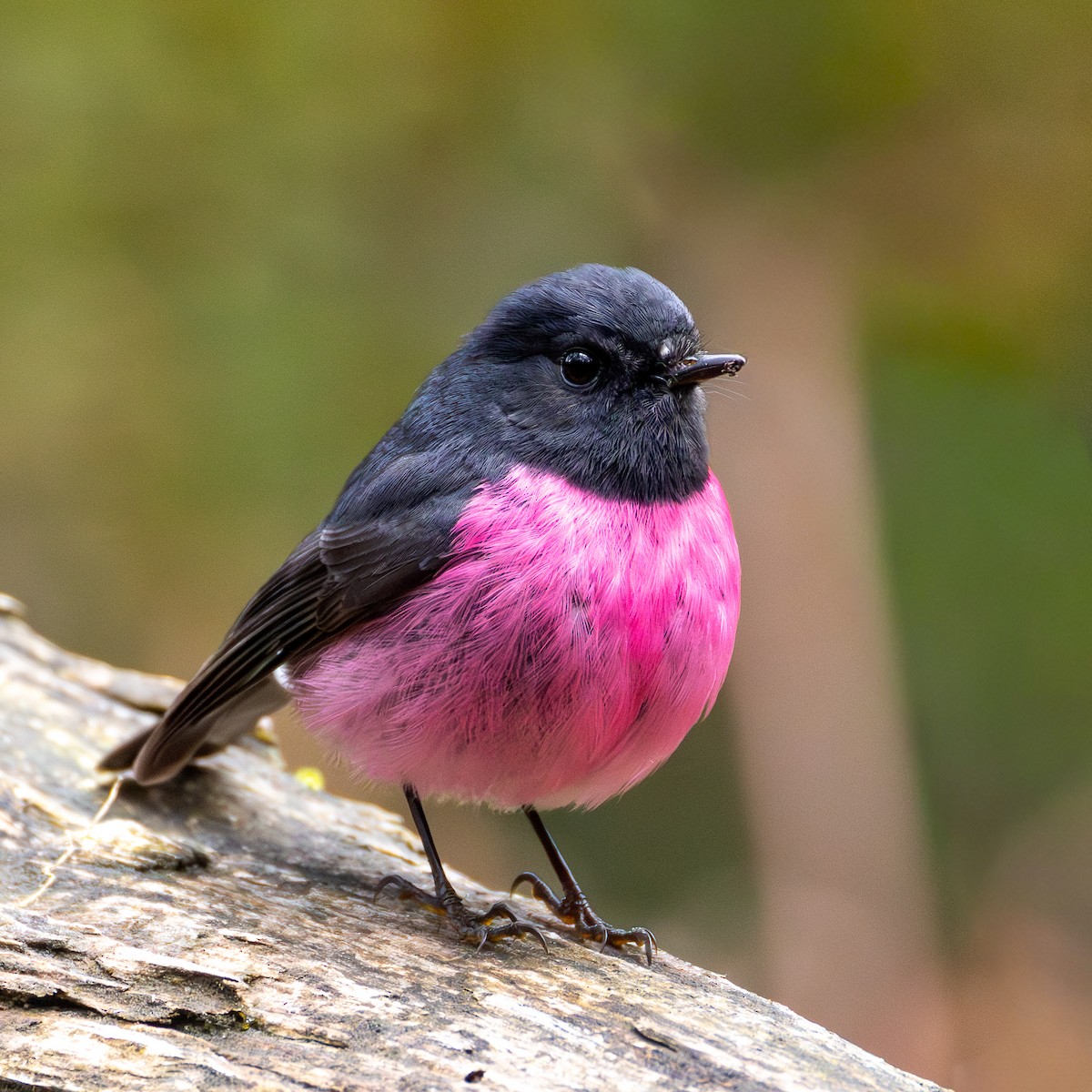 Pink Robin - ML642007451