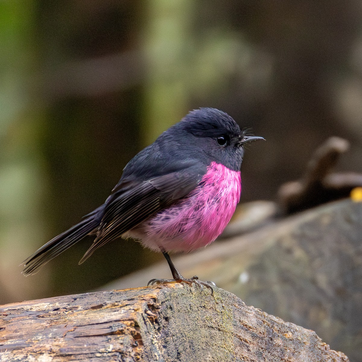 Pink Robin - ML642007453