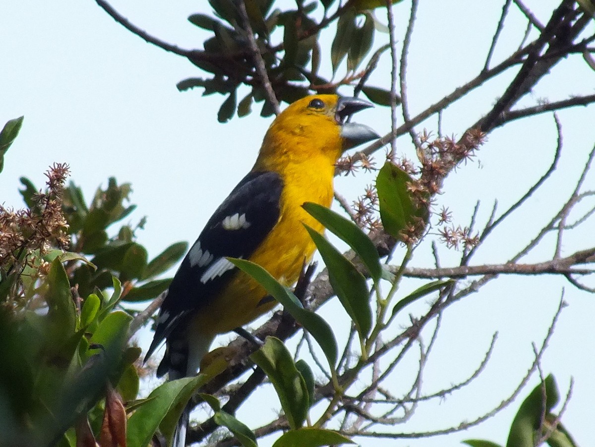 Golden Grosbeak - ML642007454