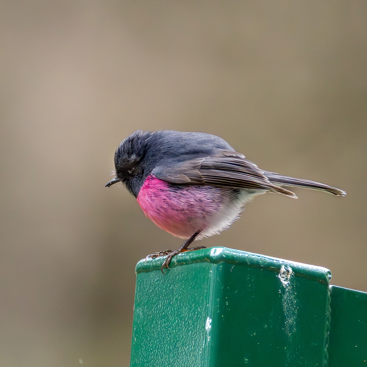 Pink Robin - ML642007456